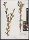 Foto von Salix triandra subsp. amygdalina (L.) Schübl. & G. Martens